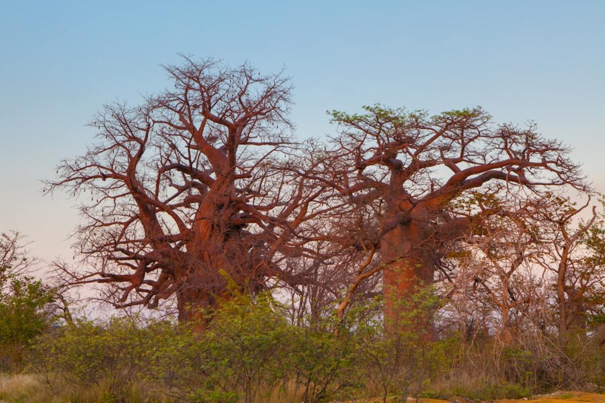 The Journey of the Baobab Trees: Africa's Ancient Giants