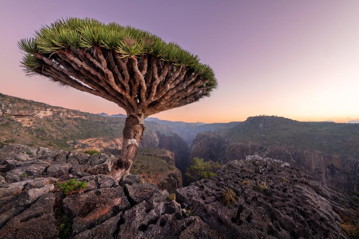 The Secret Sands of Socotra: Unveiling Yemen's Mysterious Island